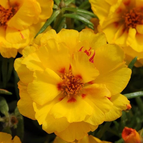 Portulaca Happy Hour Banana Onlineshop Capegarden 1 900x.jpg