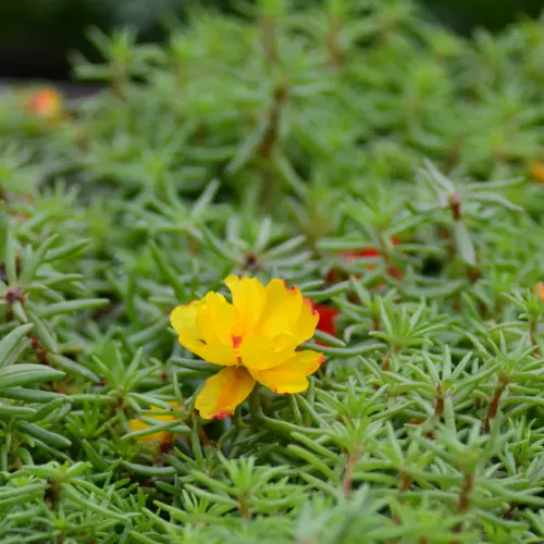 portulaca happyhour banana onlineshop capegarden 900x.webp
