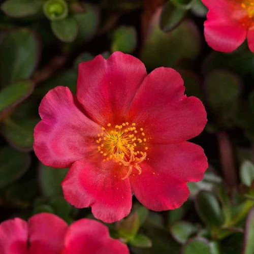 portulaca mega pazzaz dark pink purslane 1725023177.jpg