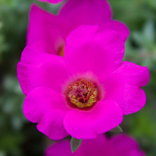 purslane hot pink.jpg