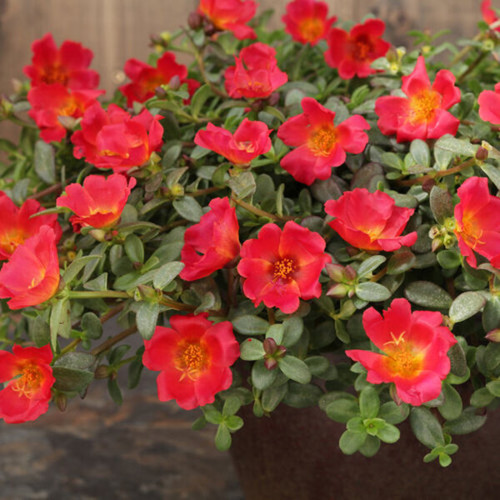 portulaca red hangflower pli.jpg