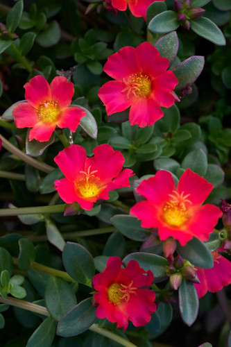 44995 portulaca mega pazzaz dark 1724 mnc.jpg