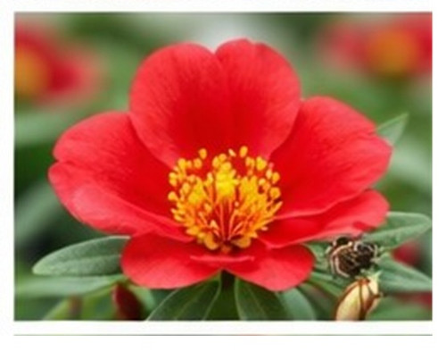 Bright Red Sun Rose Portulaca 22.jpg