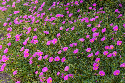 violet portulaca oleracea flowers.jpg