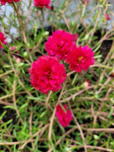 71l0LR51hDL. SL1500 .jpg