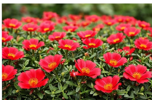 Sundance Red Portulaca 2.jpg