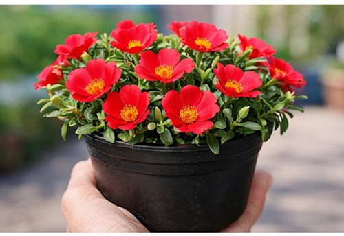 Sundance Red Portulaca 3.jpg