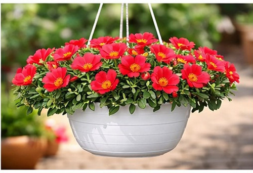 Sundance Red Portulaca 4.jpg