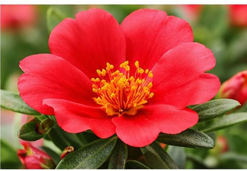 Sundance Red Portulaca 5.jpg