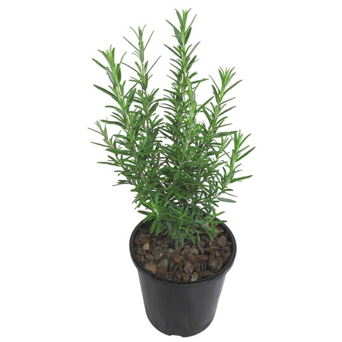 516KnIfro L. SL1000 .jpg