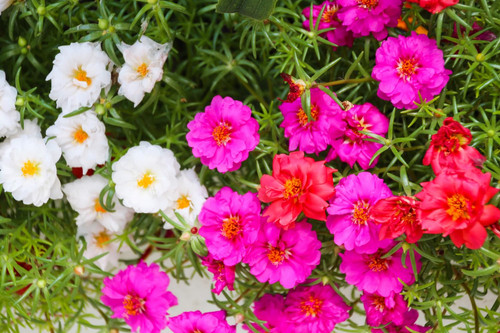 71HB0NsnUuL. SL1500 .jpg