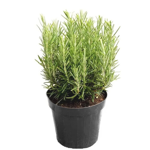 61Ky7RWpD7L. SL1000 .jpg