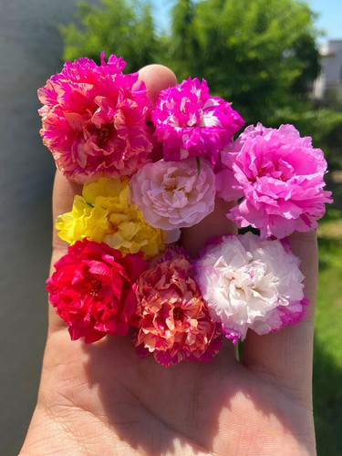 710 MJEbv3L. SL1280 .jpg