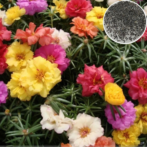 714HexdJpfL. SL1080 .jpg