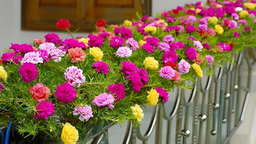 819 tsMRm L. SL1500 .jpg