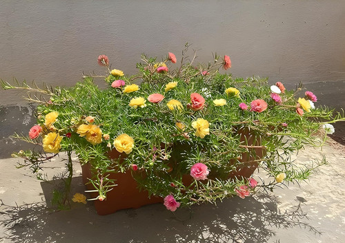 91+AnNMosGL. SL1500 .jpg