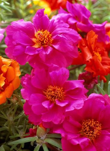 19 12120902 Portulaca grandiflora Margarita Mix Portulakroeschen jpg.jpg