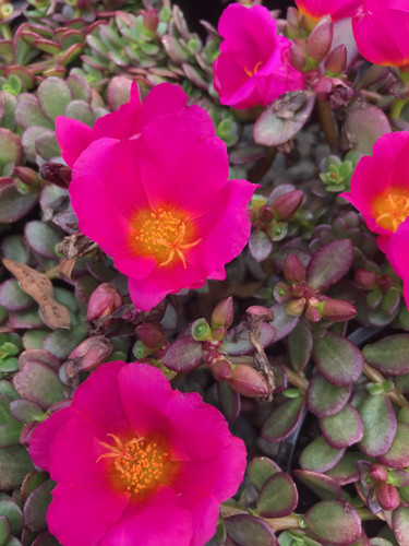 20 portulaca portogrande magenta 2 jpg.jpg