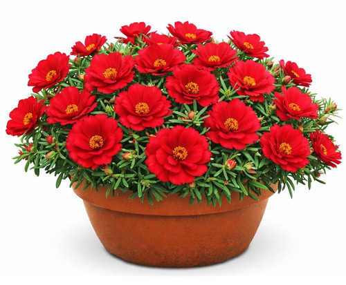 Sundial Scarlet Portulaca 2.jpg