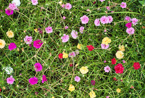 Portulaca flowers at the garden in morning.jpg