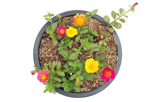 Portulaca flower in pot  isolated on white background.jpg