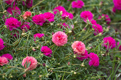 Portulaca flower and bee.jpg