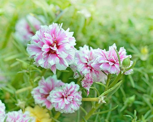 portulaca flower in the garden.jpg