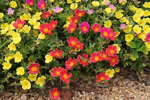 Portulaca flowers at the garden..jpg