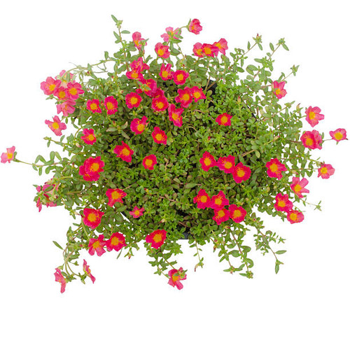 Portulaca flower in pot  isolated on white background.jpg