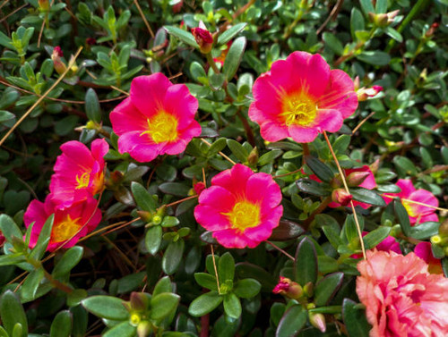 Portulaca grandiflora is a succulent flowering plant in the family Portulacaceae, native to southern.jpg