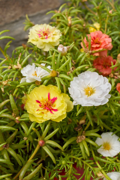 colorful flowers of Portulaca grandiflora succulent plant.jpg