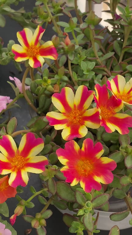 High angle close-up shot of striped red and yellow portulaca flowers in balcony.jpg