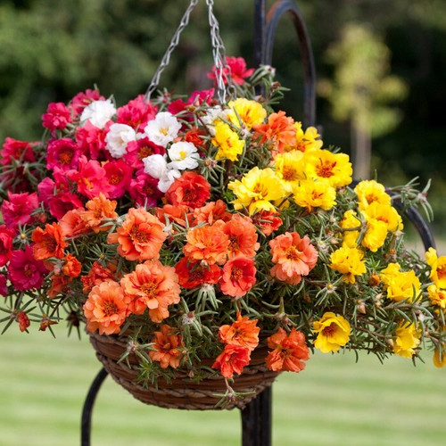 Trailing Mix Moss Rose 1.jpg