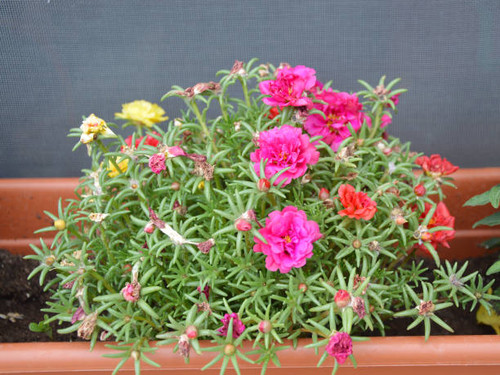 Blooming succulent plant with pink, red and yellow flowers.jpg