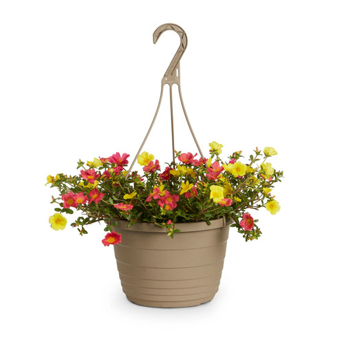 Trailing Mix Moss Rose 3.jpg