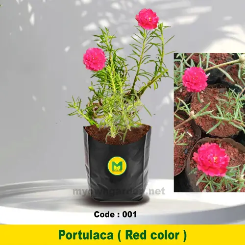 45b129ec 55d8 4740 8951 018e5a8ae92d.webp