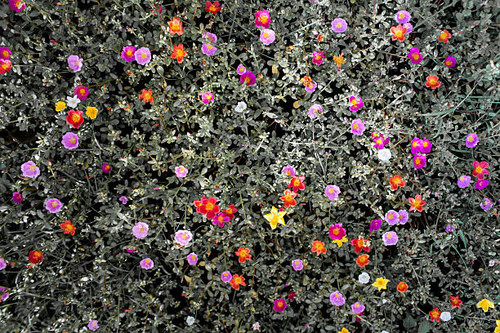 Pink Portulaca or Little Hogweed flowers.jpg