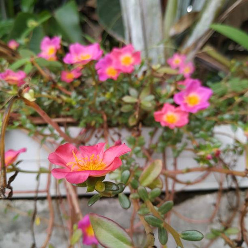 The flowers thats rise when the morning until dusk.jpg