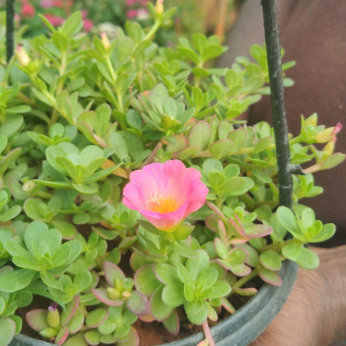 2428780f 7a53 42ab b6c7 eacc50e75beb.jpg