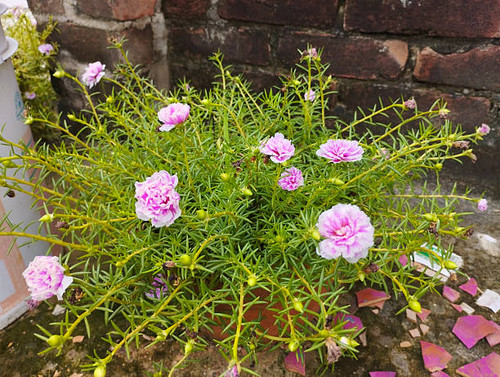 This image captures a vibrant display of pink moss rose (Portulaca grandiflora) flowers growing in a.jpg