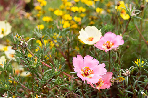 Pink portulaca grandiflora.jpg