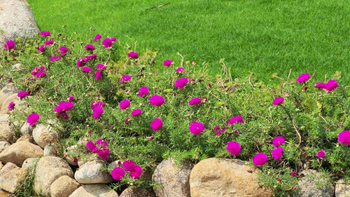 portulaca grandiflora in the garden.jpg