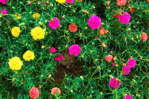 Portulaca grandiflora moss rose vintage film floral blooms.jpg