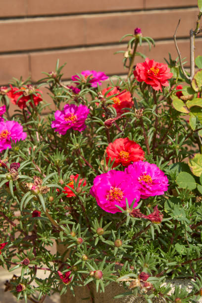 colorful flowers of Portulaca grandiflora succulent plant.jpg