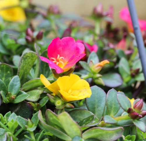 Close up of Portulaca oleracea flower in garden.jpg