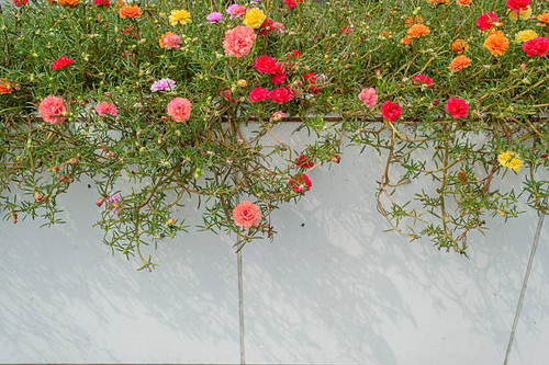 Portulaca oleracea flower with Wall tiles.jpg