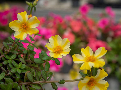 Portulaca oleracea is a succulent plant in the family Portulacaceae. Yellow flowers..jpg