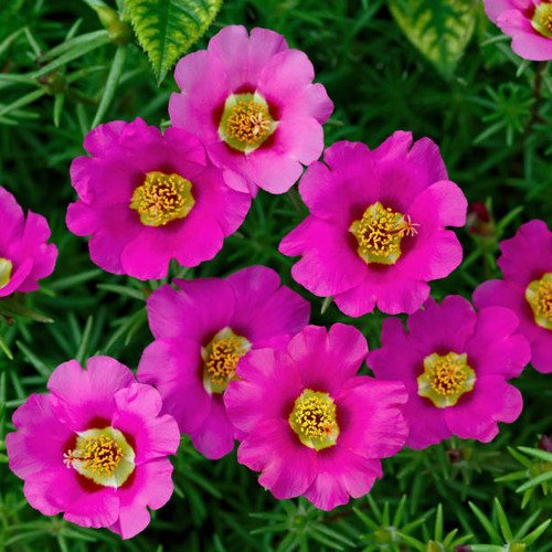Portulaca oleracea flowers photographed close-up. Ornamental vegetation in the garden..jpg