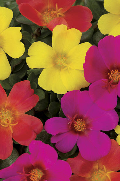 Portulaca ColorBlast Coral Reef Mix.jpg