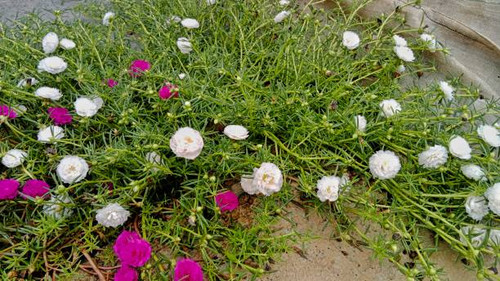 Portulaca or purslane flower, consists of various colors and types.jpg